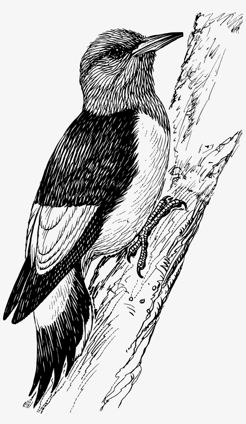 This Free Icons Png Design Of Woodpecker 3, transparent png download