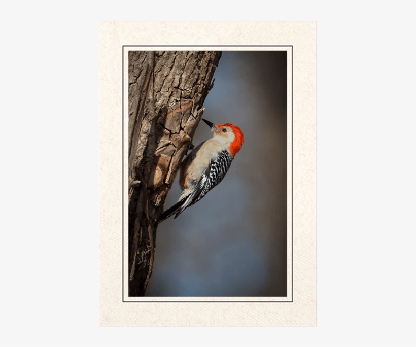 Red Bellied Woodpecker, transparent png download