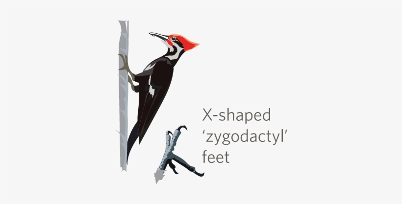 It's Woodpecker Week On Inaturalist Jan - Inaturalist, transparent png download