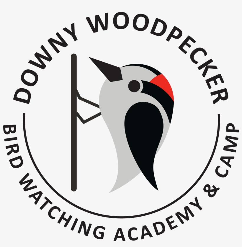 Downy Woodpecker - Wharf House Restaurant, transparent png download