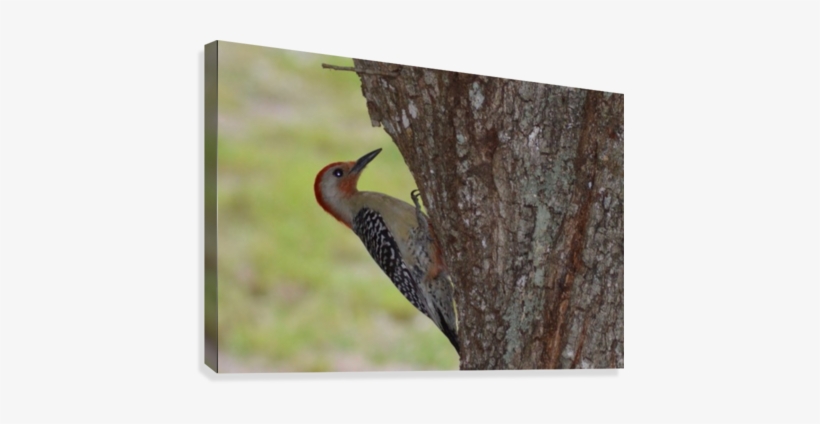 Red-headed Woodpecker Canvas Print - Red Bellied Woodpecker, transparent png download