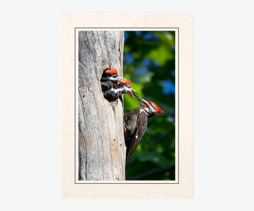 Pileated Woodpeckers - Pileated Woodpecker, transparent png download