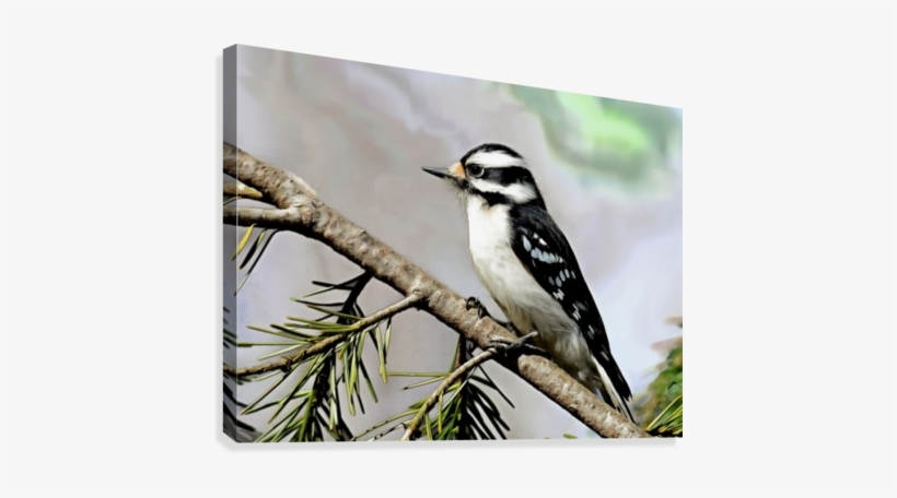 Downy Woodpecker, transparent png download
