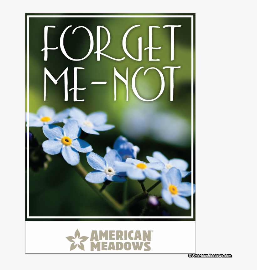 Forget Me Not Full Size Seed Packet - Vintage Paper Forget Me Not Flowers, transparent png download