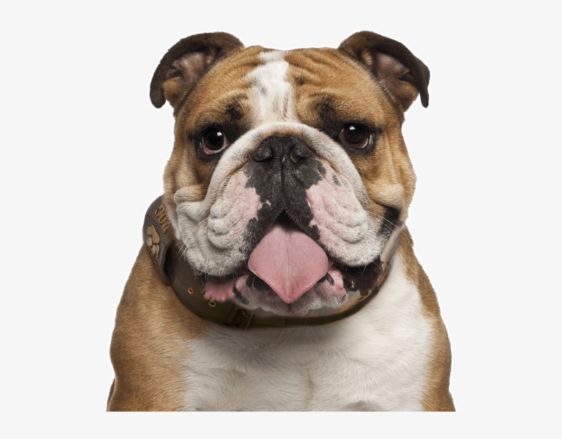 Search - English Bulldog Png, transparent png download