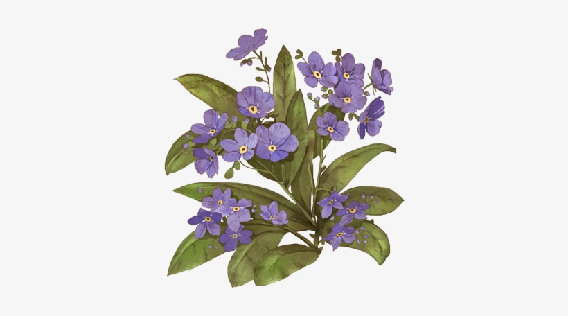 African Violets, transparent png download
