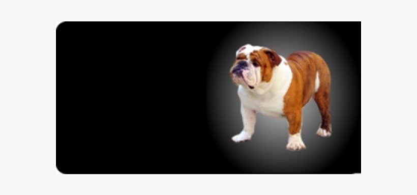 English Bulldog Photo License Plate Free Personalization - License Plates Online English Bulldog Photo License, transparent png download