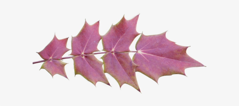 Autumn Leaves With Transparent Background - Leaf, transparent png download