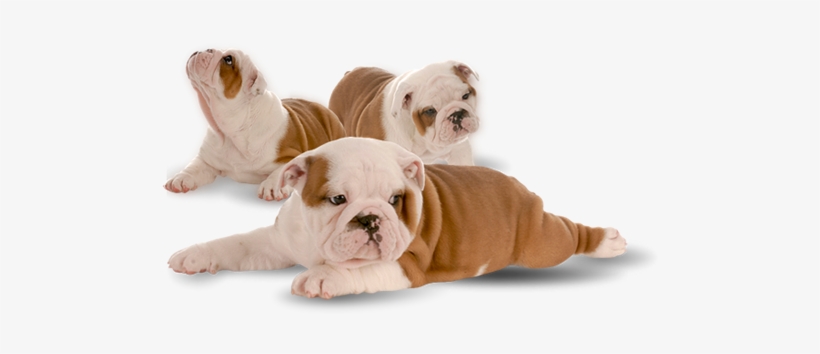 Learn More - Olde English Bulldogge, transparent png download