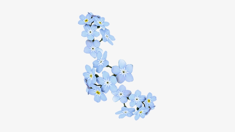 Show More Notesloading - Alpine Forget-me-not, transparent png download
