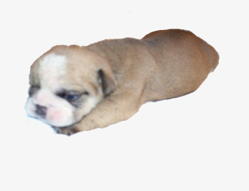 English Bulldog Puppies, English Bulldog Puppy, Bulldog - Bulldog, transparent png download