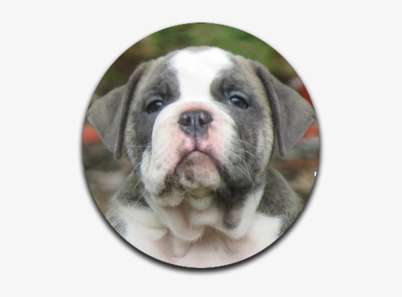 Olde English Bulldogges Farm Raised - Olde English Bulldogge, transparent png download