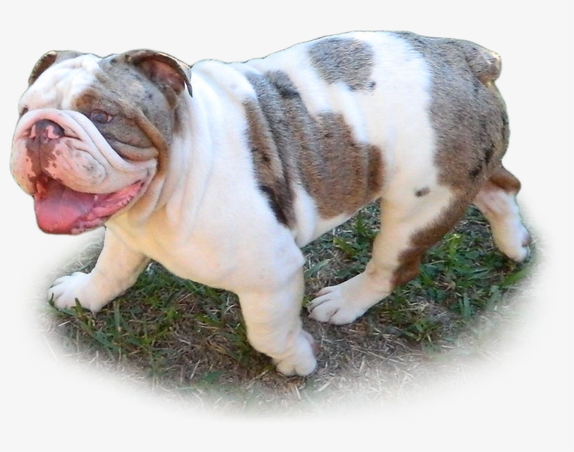 Butter, Butter X Bang Pedigree, Bang - Bulldog, transparent png download