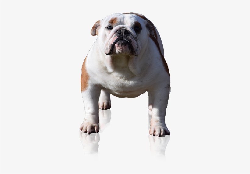 Miu Miu From The Bullscompagnie-english Bulldog Breeder - Olde English Bulldogge, transparent png download