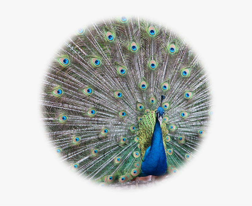 About Continental Feathers - Colorful Peacock Plumage Mouse Pad, transparent png download