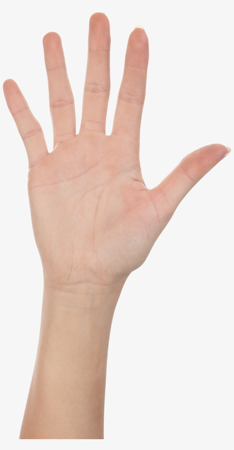 Hands Png Free Images, Pictures Download, Hand - Portable Network Graphics, transparent png download