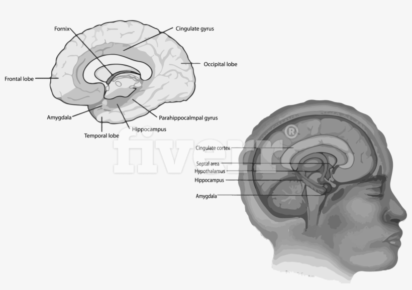 Hippocampus In Your Brain, transparent png download