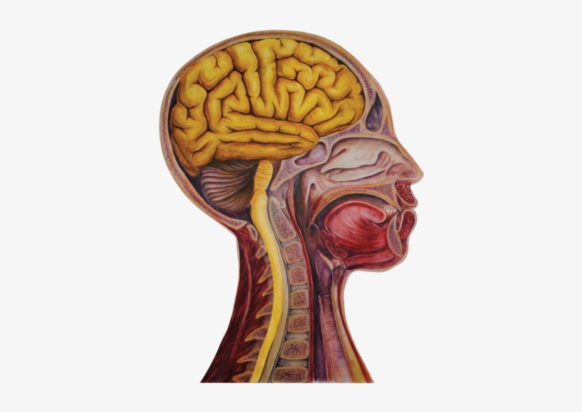 04 Heads Sagittal Wbrain - Portable Network Graphics, transparent png download