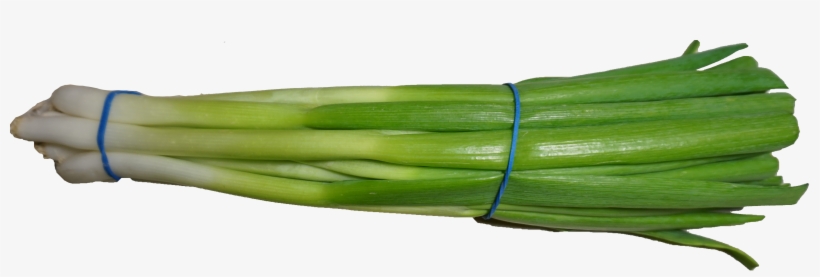 Scallion 2 - Wikimedia Commons, transparent png download