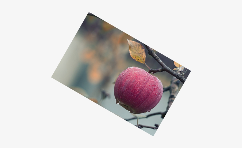 Required Options - Apple, transparent png download