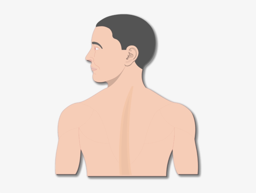 Nervous System, transparent png download