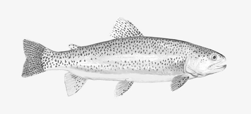 Where To Find It - Brown Trout, transparent png download