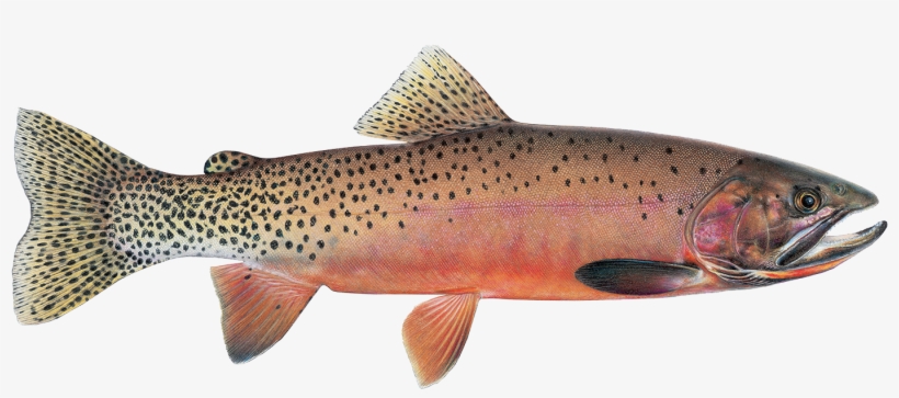 Westslope Cutthroat - Westslope Cutthroat Trout, transparent png download