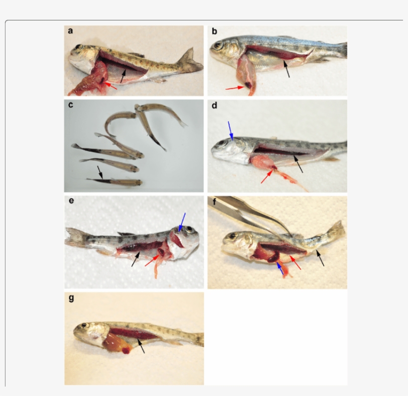 Comparative Clinical Appearance Of Pkd And Wd On Rainbow - Kidney, transparent png download