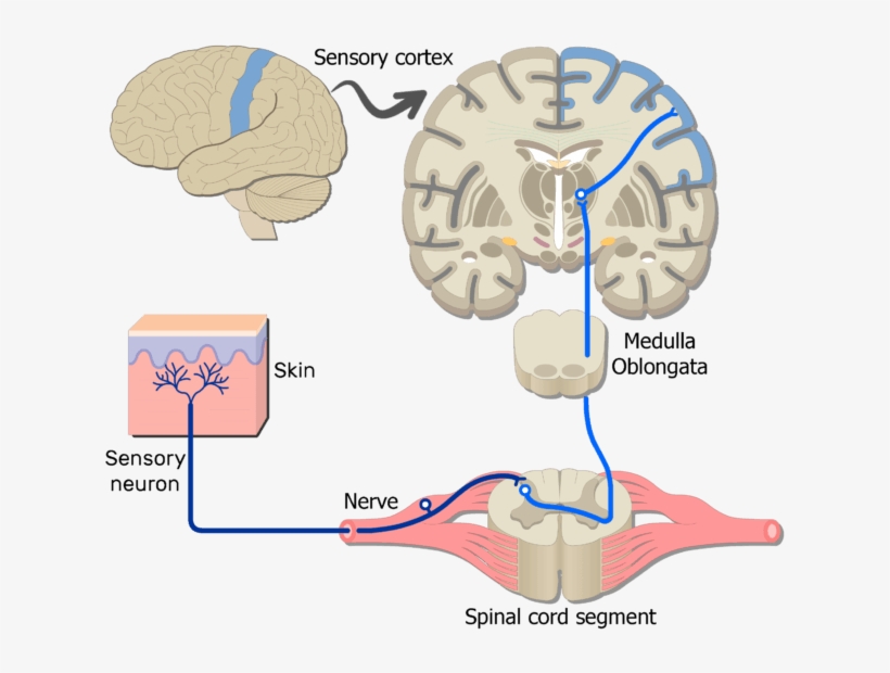 Somatic Nervous System, transparent png download