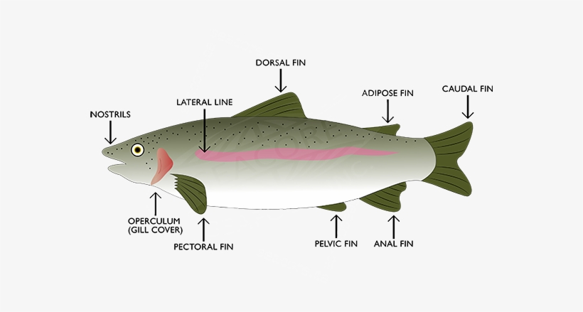 Oceanprime Sustainable Seafood Info - Hucho Taimen, transparent png download