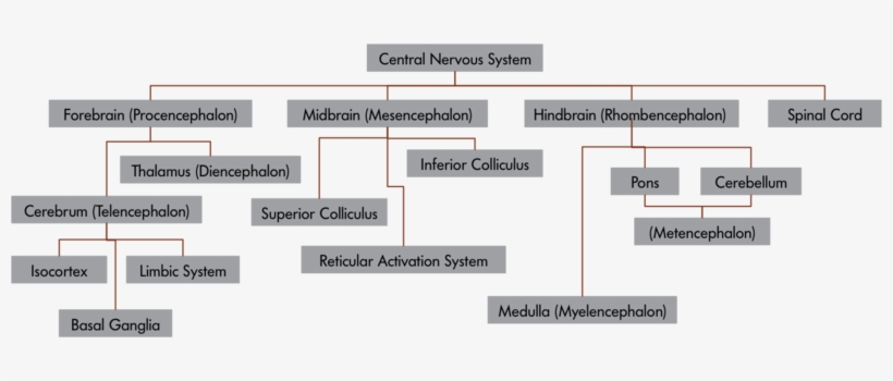 The Central Nervous System - Arrangement Of The Nervous System, transparent png download