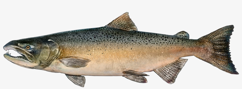 Http - //www - Fishbuoy - Com/images/images/fish Species - Chinook Salmon, transparent png download
