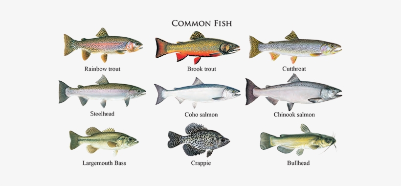 The Columbia River And The Rogue River Offer World-class - Salmon People: The Story Of Canada's West Coast Salmon, transparent png download