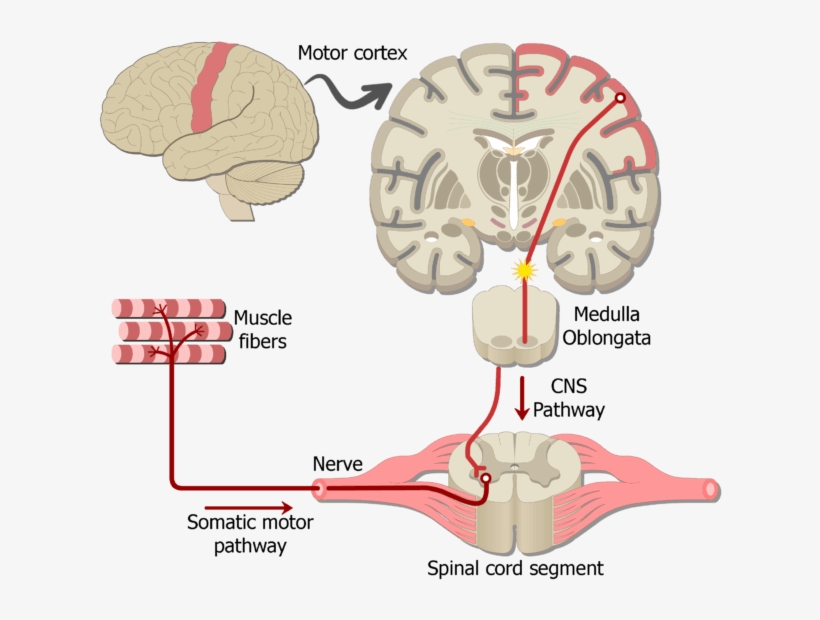 An Image Showing The Action Potential Moving Through - Somatic Nervous System, transparent png download