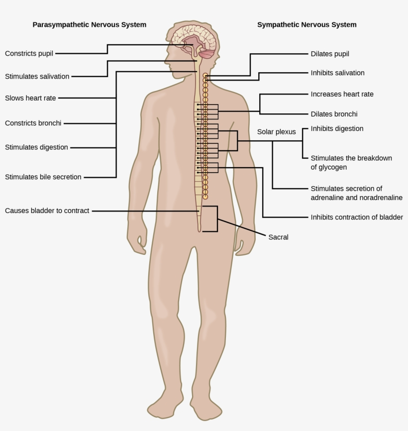 Illustration Shows The Effects Of The Sympathetic And - Parasympathetic Nervous System Located, transparent png download