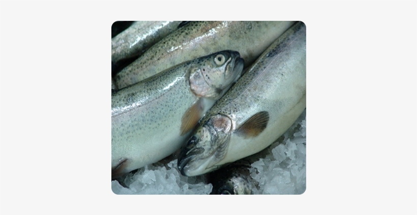 Fresh Rainbow Trout Exporter - Rainbow Trout, transparent png download
