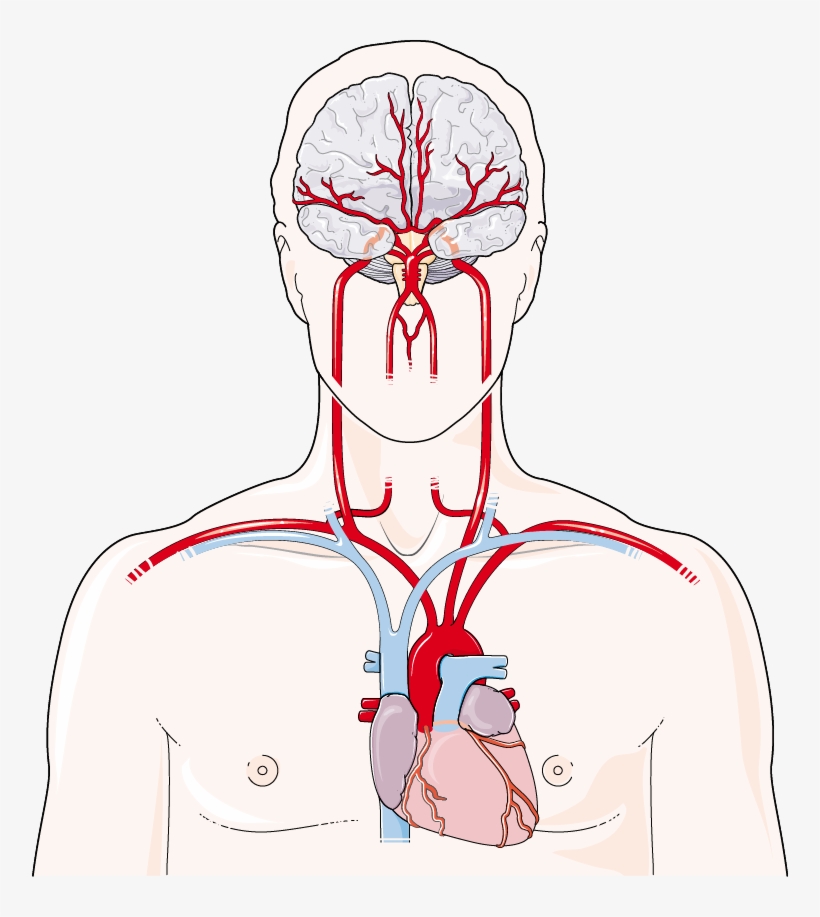 Artères Cérébrales - Artery, transparent png download