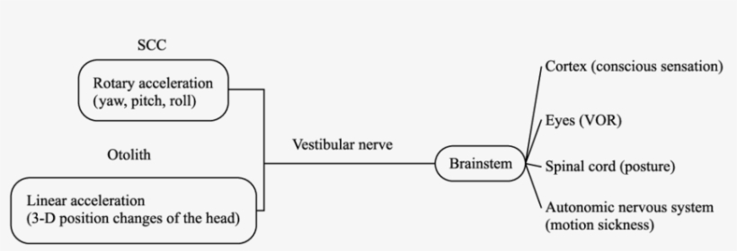 The Connections Between The Vestibular Apparatus And - Diagram, transparent png download