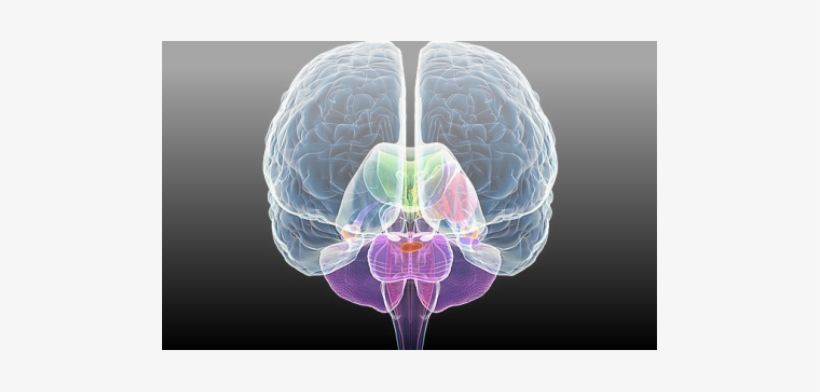 Clinical Neuroscience: Psychopathology And The Brain, transparent png download