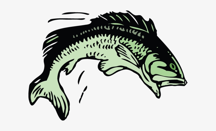 Trout Fish - Group 11 Rugby League, transparent png download