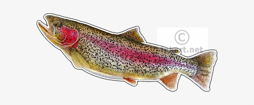 Rainbow Trout Decal - Art, transparent png download