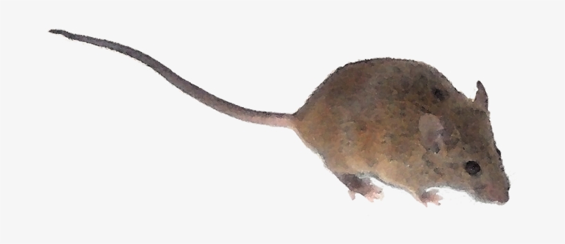 What Could Elicit This Blood Curdling Reaction, A Burglar - Mouse Tail Png, transparent png download