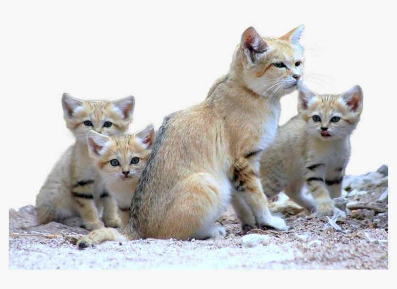 Cats - Sand Cat Family, transparent png download