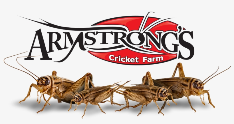 Acheta Domestica Crickets - House Cricket, transparent png download