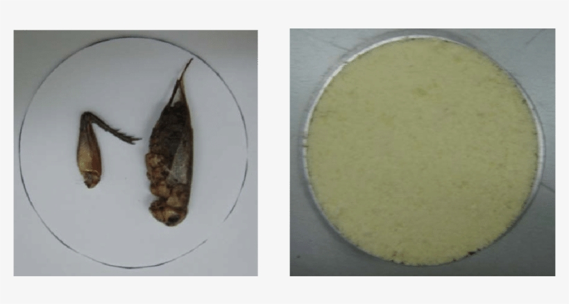 A) Photographic Image Of The Crickets; (b) Photographic - Chutney, transparent png download