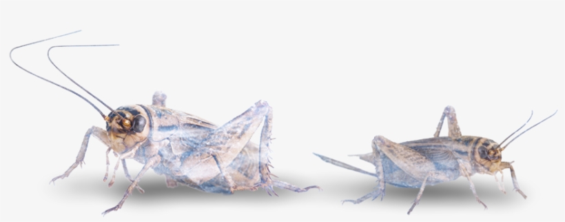 If You Are Interested In Trying Some Of These Tasty - Locust, transparent png download