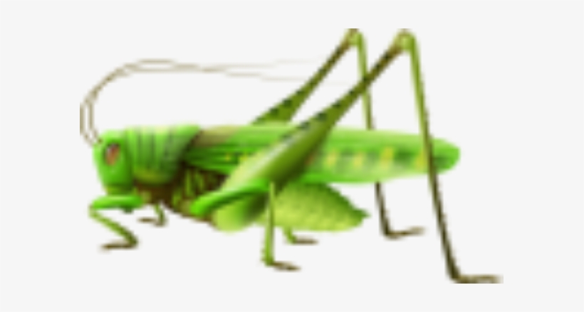 Realistic Grasshopper, transparent png download