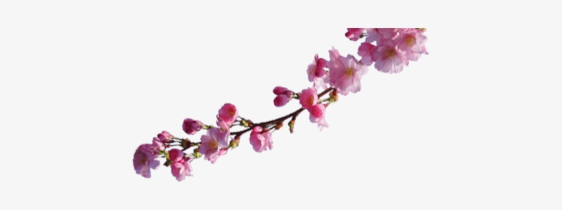 About Sakura - Cherry Blossom, transparent png download