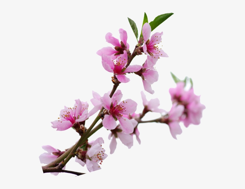 View More - Cherry Blossom, transparent png download