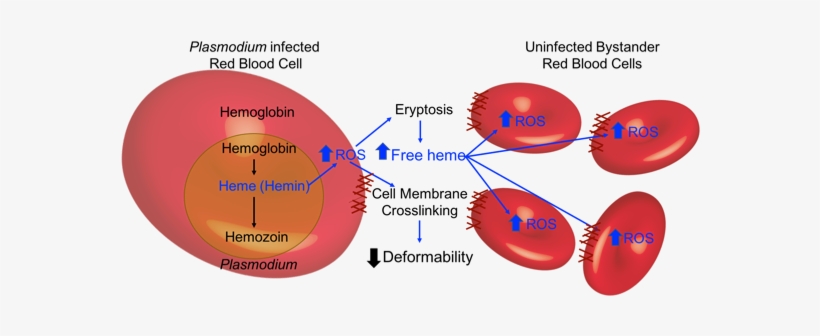 Red Blood Cells Become Less Deformable As They Undergo - Malaria Red Blood Cell, transparent png download